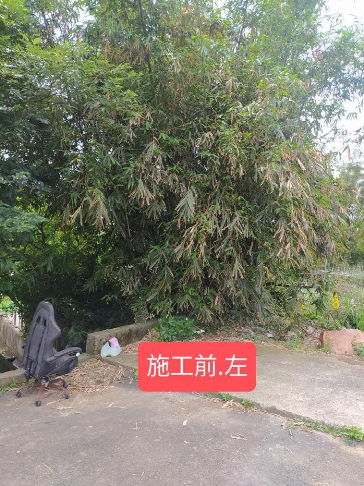 1) 照片中顯示一棵樹,以及樹旁的一張椅子