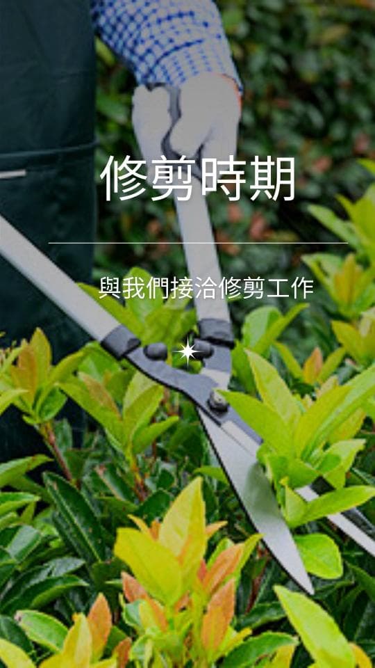 1) 照片顯示一名園丁正在修剪灌木叢,以剪刀修剪