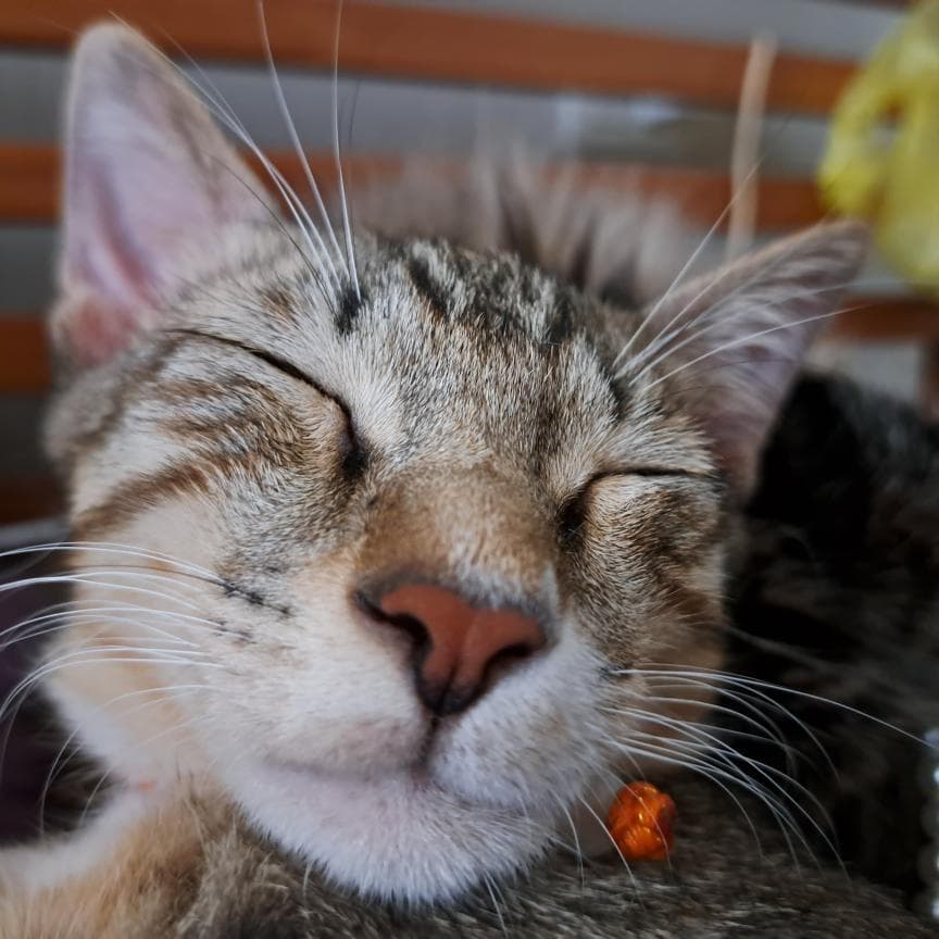 這張照片是一隻正在睡覺的貓咪,它閉著眼睛,露出了粉紅色的鼻子。貓咪看起來很平靜,享受著睡眠。