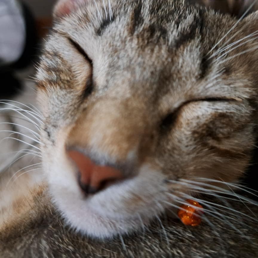 這張照片是一隻閉著眼睛的貓,它的鼻子和嘴巴看起來很可愛。