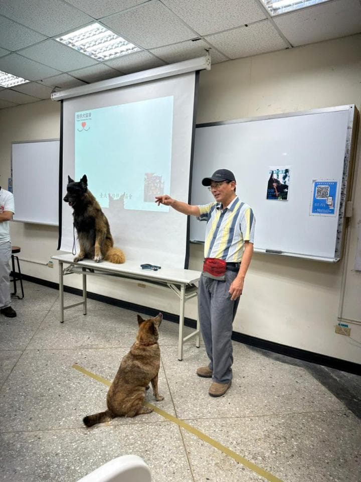 這張「訓練狗狗」的照片是一個男人在教兩隻狗狗。一隻狗狗站在桌上,另一隻狗狗在地板上。男人穿著淺色條紋短袖襯衫,帶著腰包,對著狗狗說話,看起來很認真。