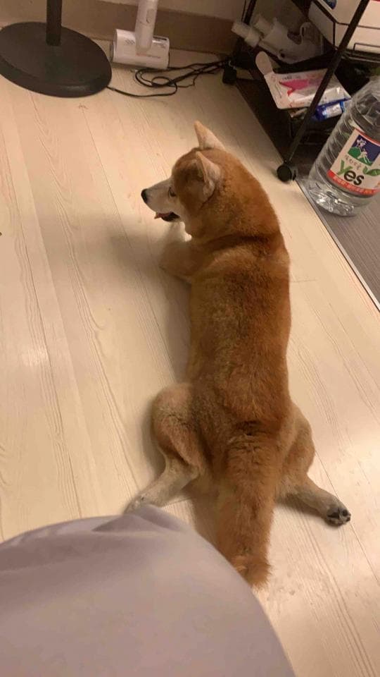 這張照片是一隻可愛的柴犬,它正躺在木地板上,尾巴翹起來,看起來很舒服。