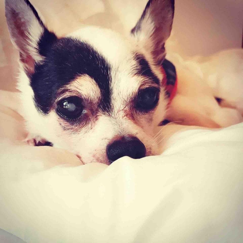 這張照片是一隻白色和黑色的小狗,它正躺在柔軟的白色床單上。 牠的眼睛很漂亮,好像在看著鏡頭。