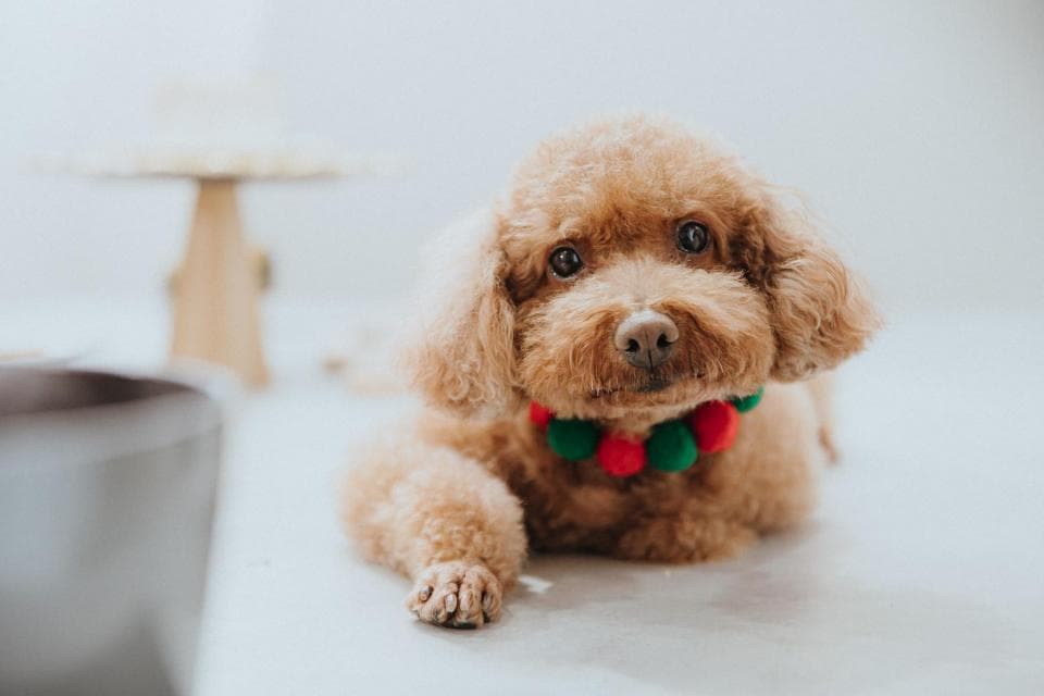 這張照片是一隻可愛的小狗,牠戴著紅色和綠色的項圈,並且以好奇的眼神看著鏡頭。