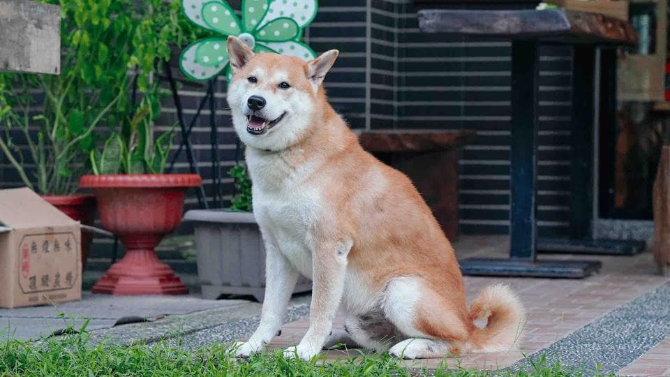 這張「一隻柴犬在戶外」的照片是,一隻柴犬坐在院子裡,牠看起來很開心,牠的背後是磚牆和植物。