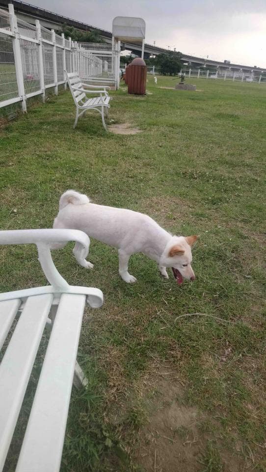 這張照片是一隻白色的狗狗在草地上散步。它毛髮很短,看起來很乾淨,而且非常可愛。