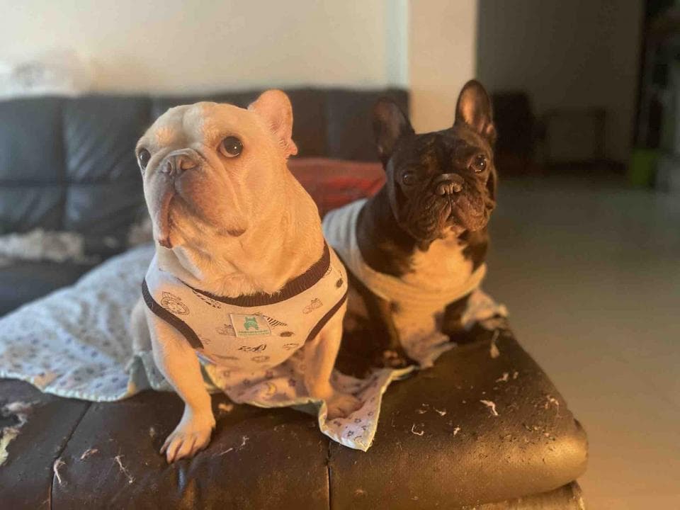 1) 照片顯示兩隻法國鬥牛犬,一隻白色,一隻黑色,它們都穿著衣服,坐在一張棕色沙發上