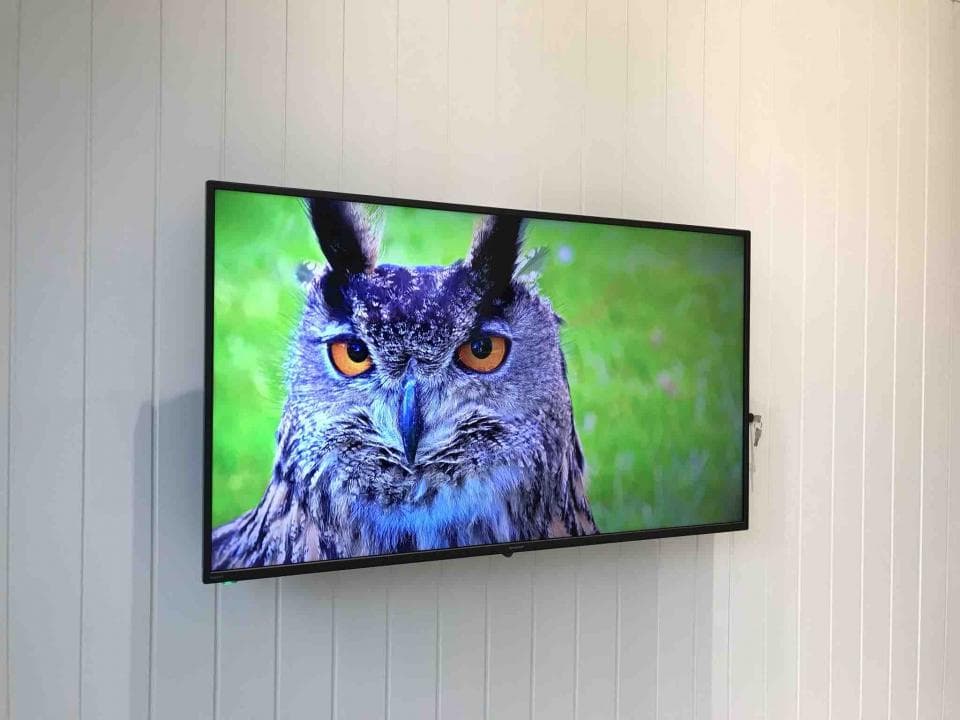 1) 照片顯示一隻貓頭鷹的臉部特寫,背景是綠色的模糊樹葉