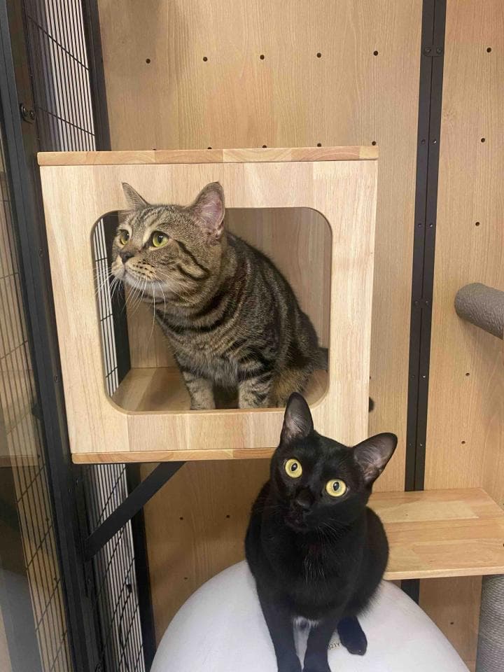 1) 照片顯示一隻棕色虎斑貓坐在一個木頭貓架上,另一隻黑色貓坐在下方