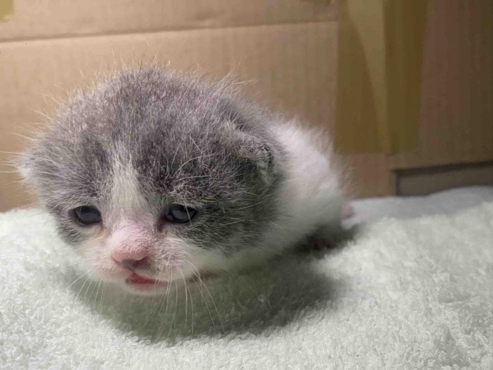 1) 這是一張小貓的照片