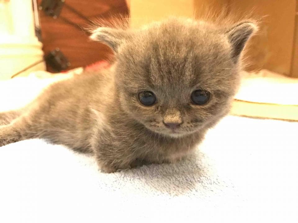 這張照片是一隻灰色的貓咪,牠有著一雙水汪汪的大眼睛,可愛的模樣讓人忍不住想抱抱牠。