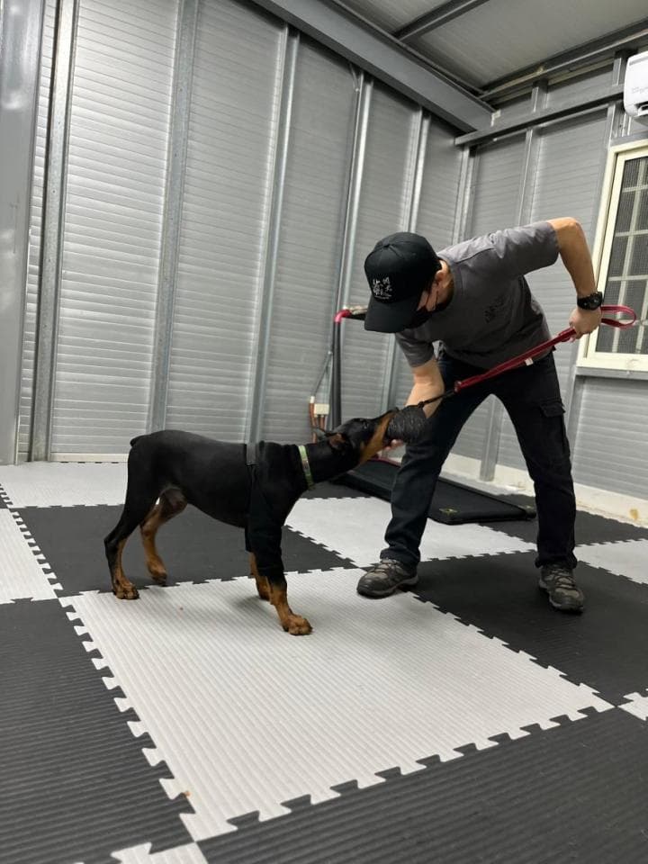 這張照片是一個男人教導他的狗玩耍。男人戴著帽子,穿著灰色短袖 T 恤,正拿著玩具逗弄他的狗。狗狗是黑色和棕色的,正在玩玩具。