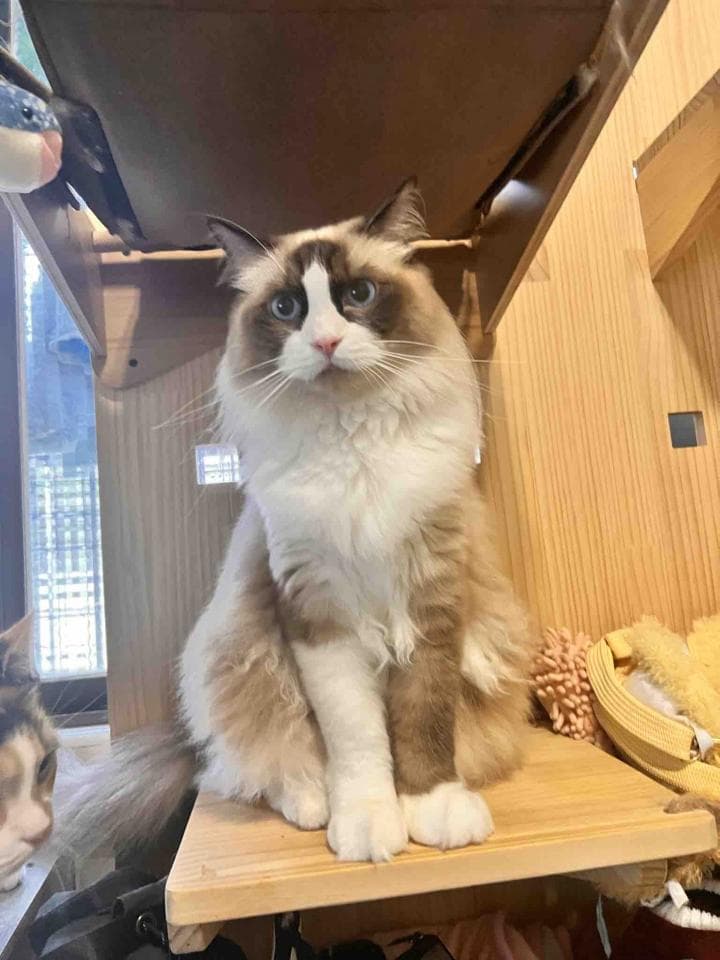 這張照片是一隻可愛的貓咪坐在一個木架子上。牠有著雪白的毛髮和藍色的眼睛,看起來非常溫柔可愛。牠的毛髮蓬鬆而柔軟,牠正靜靜地坐在木架子上,好像在思考什麼。
