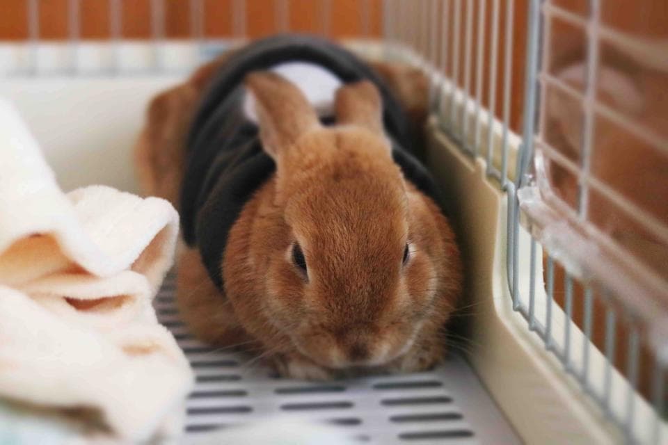 這張「兔子」的照片是一隻穿著黑色背心的兔子,牠的耳朵很長,毛色是紅褐色,牠正在籠子裡休息。