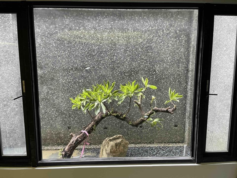 這張「窗戶」的照片是一個帶有黑色窗框的窗戶,窗戶裡有一棵綠色的盆栽植物。