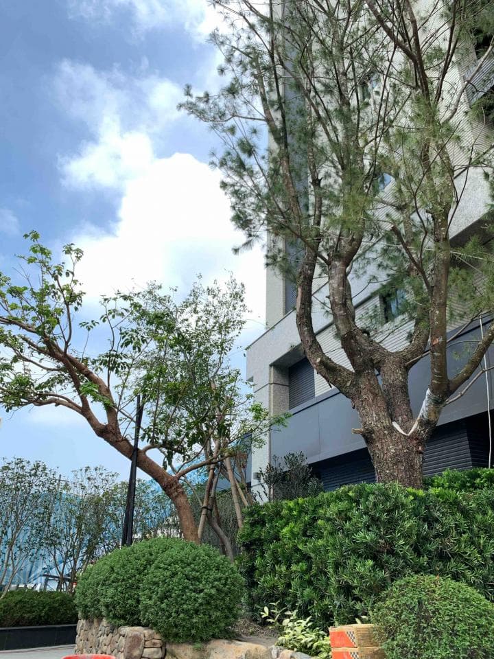 這張照片是一棟現代建築,建築外牆以白色為主,並搭配一些灰色線條。建築物周圍種植了綠色植被,為建築增添生機。