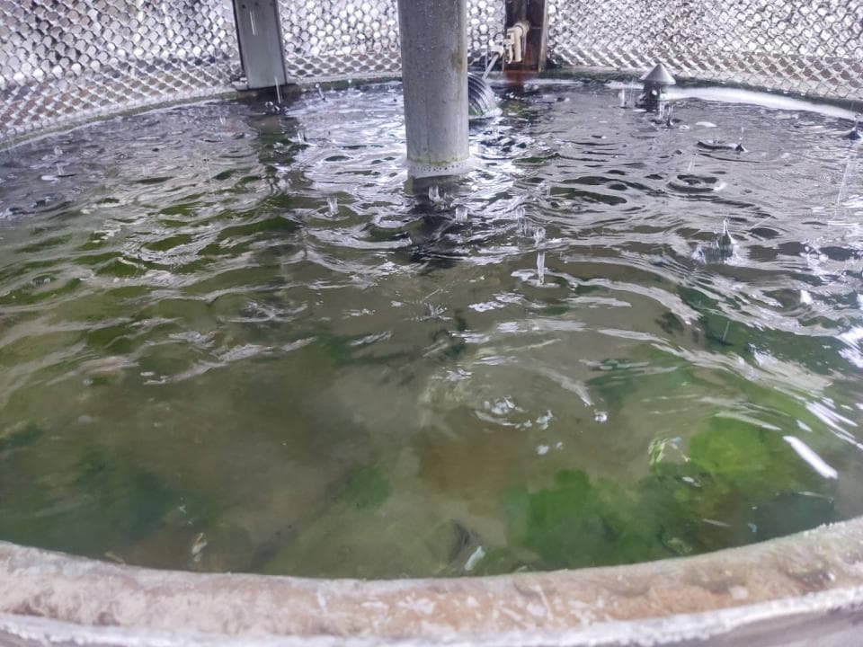 1) 照片顯示一個圓形水池,池水混濁,綠色的水草覆蓋著池底