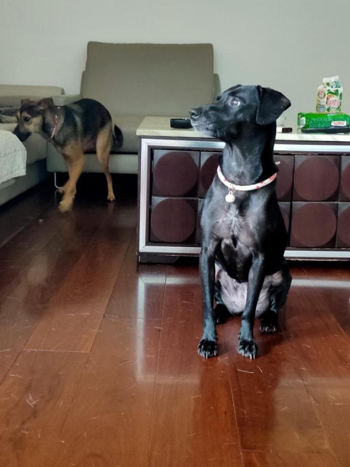 這張照片是一隻黑色的狗坐在房間裡,牠看起來很鎮定,牠的姿勢很放鬆,牠的毛色很黑,牠的尾巴很短。