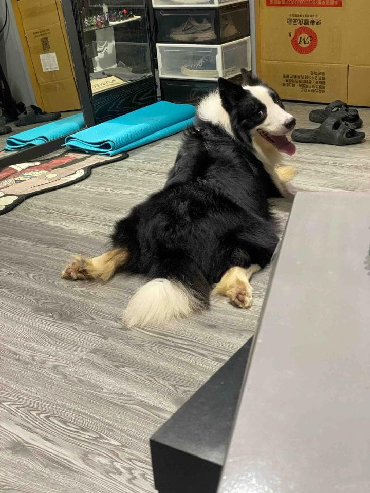 1) 一隻黑白相間的邊境牧羊犬,側躺在地板上,頭朝向右側