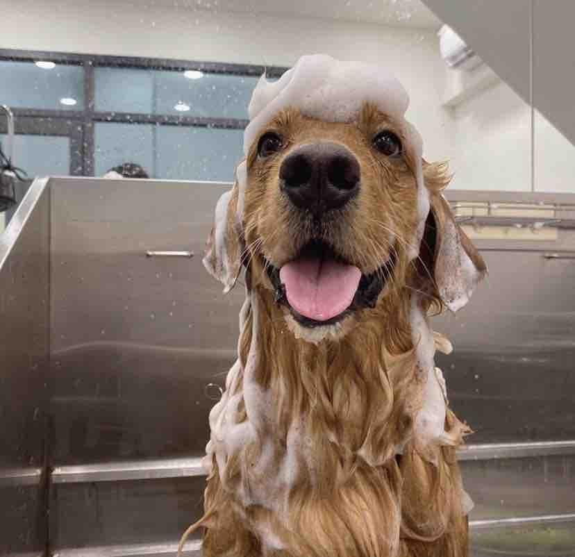 1) 照片中有一隻金毛獵犬,牠正被沖洗,頭上蓋著一層泡沫