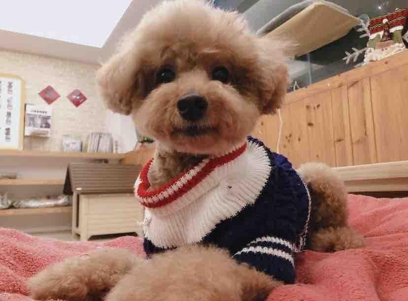 1) 這是一張棕色貴賓犬的照片,牠戴著一件藍色的毛衣,並以溫柔的眼神注視著鏡頭