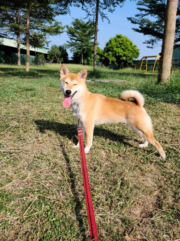 這張照片是一隻可愛的柴犬,牠伸出舌頭,看起來很開心。