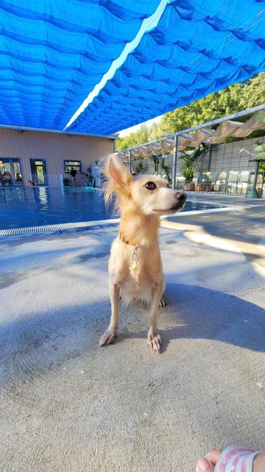 這張照片是一隻站在泳池邊的狗狗,它有著一雙明亮的眼睛,正好奇地望著前方。