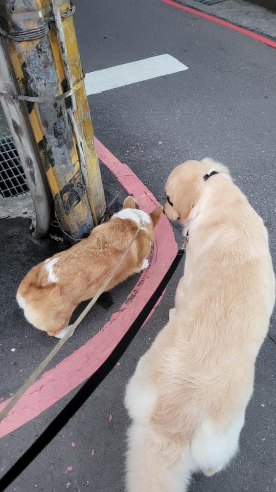 這張照片是一隻金毛尋回犬和一隻柯基犬,牠們在街上散步。金毛尋回犬的尾巴翹起來,看起來很開心,而柯基犬則在嗅地面。