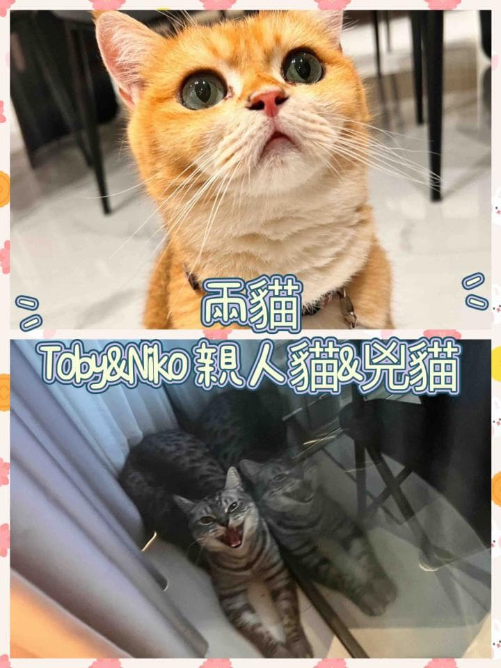 這張照片是一個橘貓,牠正在看著鏡頭,牠的表情看起來很困惑。