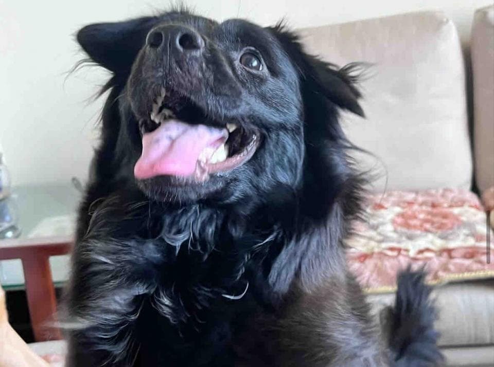 這張照片是一隻黑色的小狗,牠張着嘴,露出粉紅色的舌頭,眼睛看着鏡頭,看起來很開心。