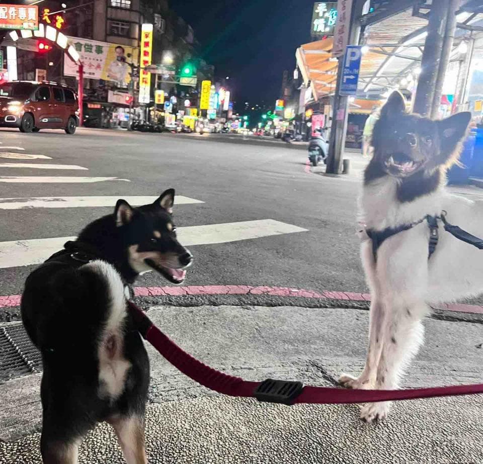 1) 照片顯示兩隻狗站在人行道上,其中一隻狗是黑色,另一隻狗是黑白色的