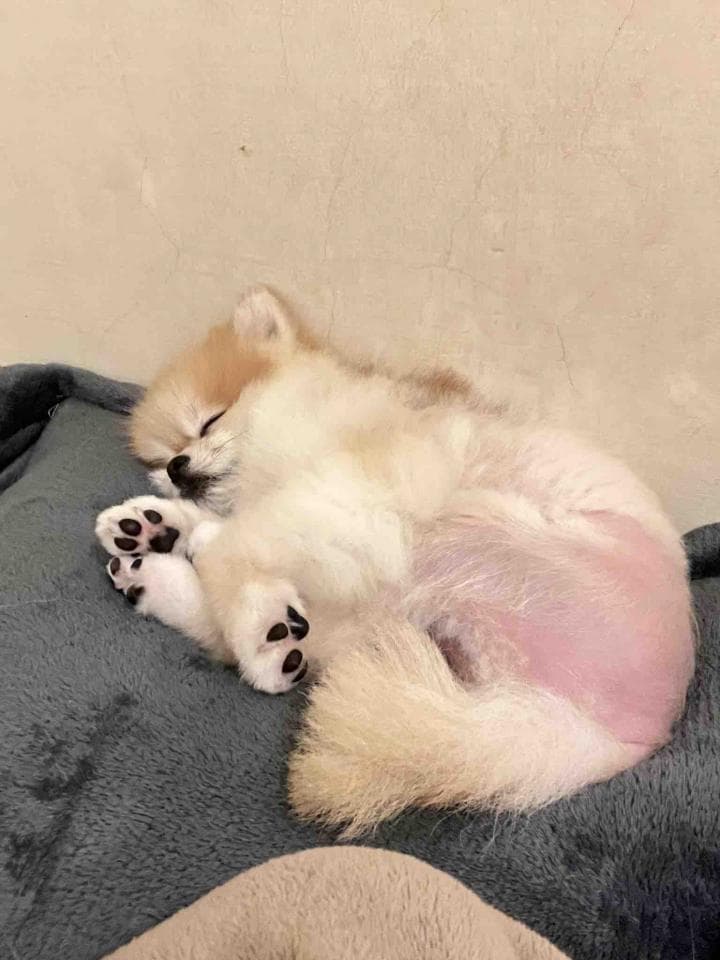 1) 照片中一隻白色小狗,牠睡在灰色的毯子上,牠的頭放在毯子上,牠的腳伸向空中