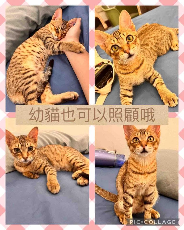這張照片是四張可愛的小貓照片,它們都是同一隻貓的不同姿勢。牠是一隻黃褐色條紋貓,眼睛很大,很可愛。