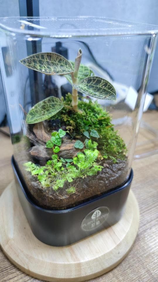 這張「玻璃容器」的照片是一個小型生態系統,裡面有一棵小植物、一些苔蘚和一個木頭裝飾。容器底部有一個黑色基座,上面有一個木製底座。