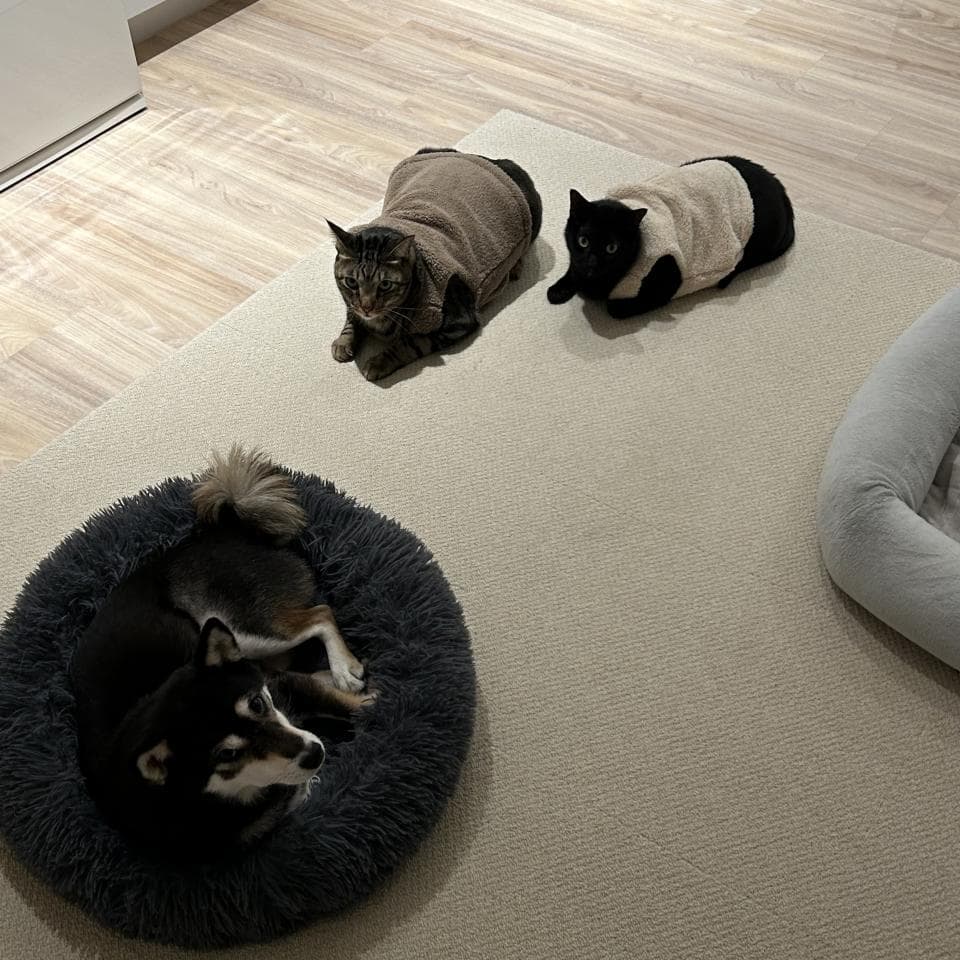 1) 照片顯示一隻穿著毛衣的黑色貓咪、一隻穿著毛衣的褐色貓咪和一隻穿著毛衣的狗狗睡在一個毛茸茸的床上