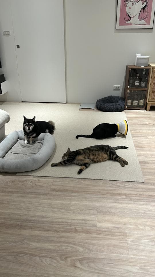 1) 照片顯示三隻貓咪在一個房間裡,一隻黑色的小貓咪躺在一張床墊上,另一隻黑貓睡在房間的白色地毯上,一隻虎斑貓躺在地毯上