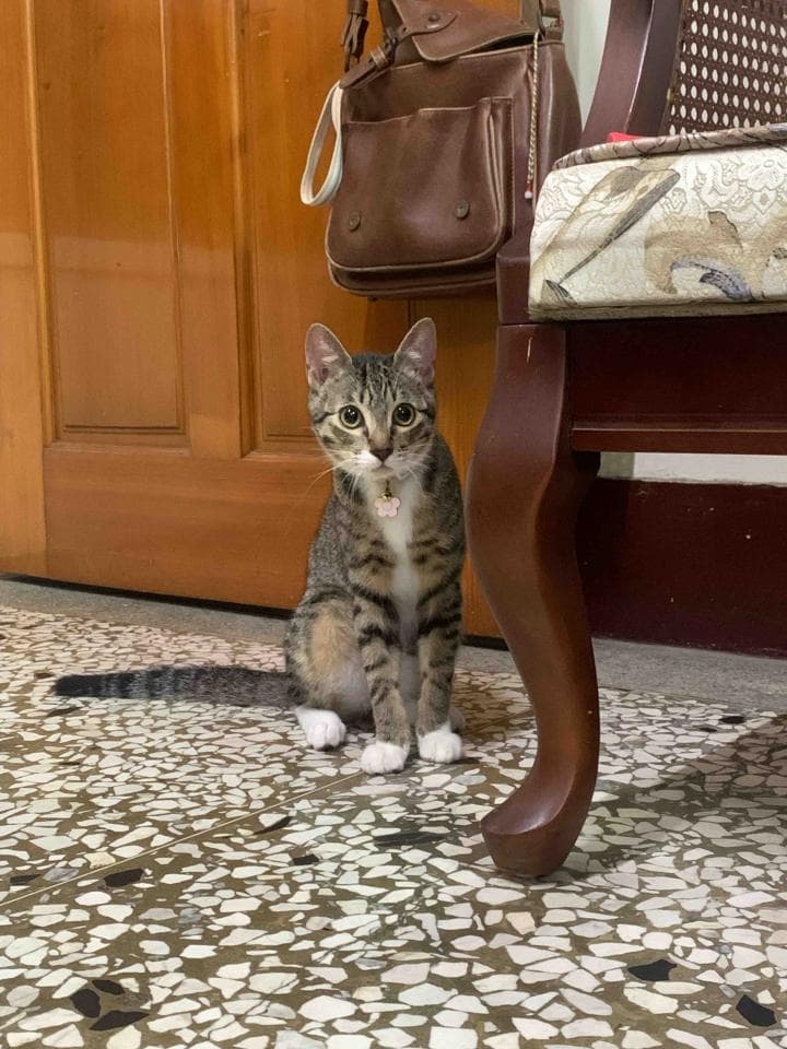 1) 照片描述: 一隻可愛的貓咪坐在木椅旁,椅子上放著一個包包,貓咪正看著鏡頭