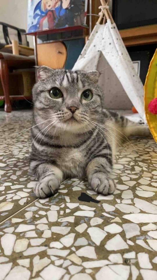 1) 照片顯示一隻灰白色折耳貓,牠正坐在一個裝飾著白色點點的帳篷前