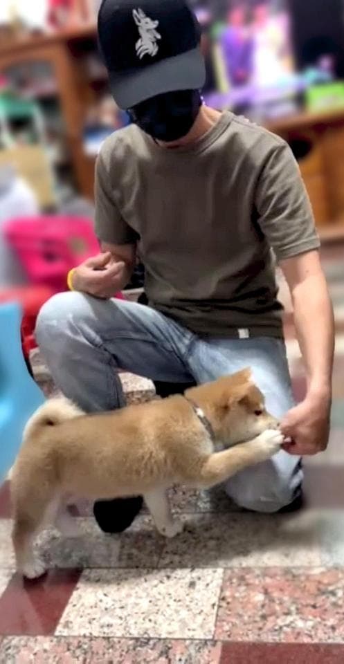 這張照片是一名年輕男子和一隻可愛的小狗互動的畫面,小狗正在舔男子手上的東西,男子則用另一隻手輕輕地撫摸小狗的頭。