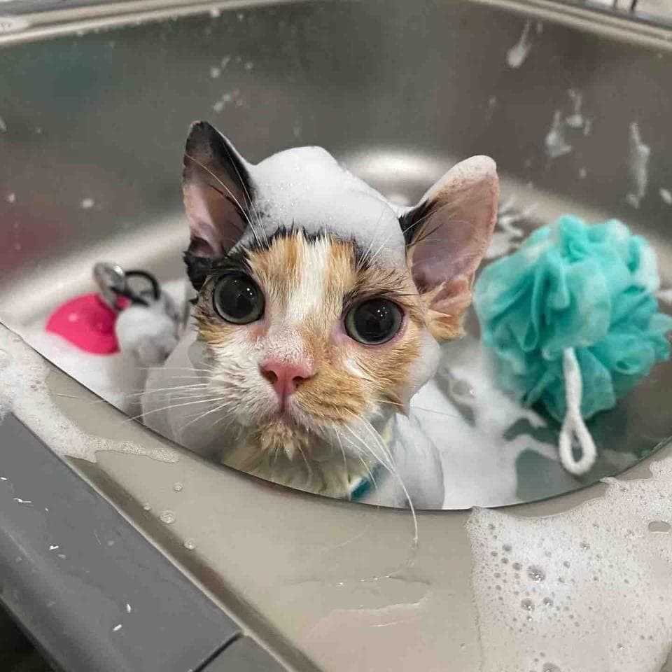 這張「貓咪泡澡」的照片是一隻橘白貓咪,牠正泡在水槽裡,滿臉都是泡泡,看起來很舒服,旁邊還有綠色的洗澡海綿。