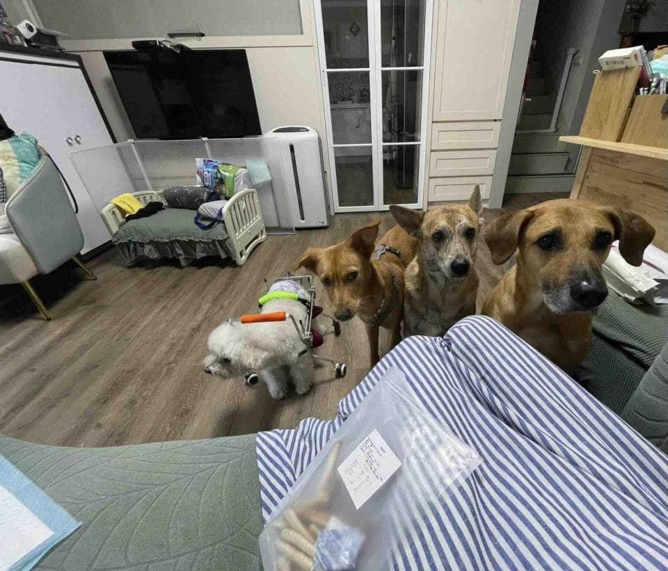 1) 照片顯示四隻狗狗在室內,一隻白狗坐在輪椅上,另三隻狗站在地板上