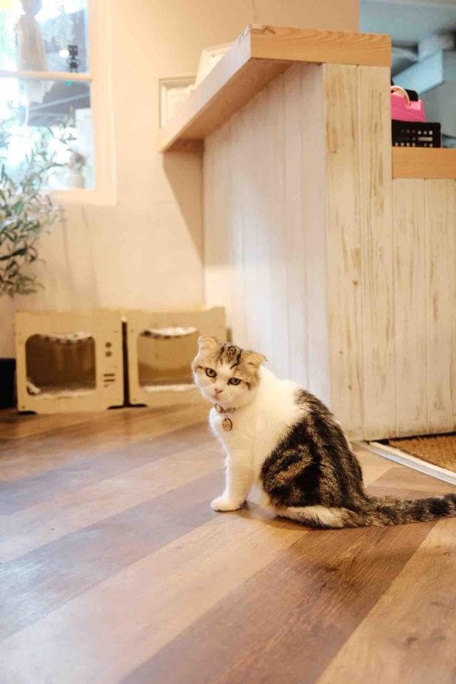 這張「貓咪坐在木地板上」的照片是,一隻白色和棕色相間的貓咪,戴著項圈,坐在木地板上,背景是木製的櫃臺和牆壁。