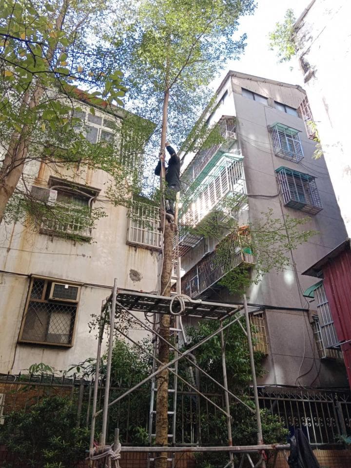 這張照片是一棵樹被圍起來,似乎是正在進行修剪工程。