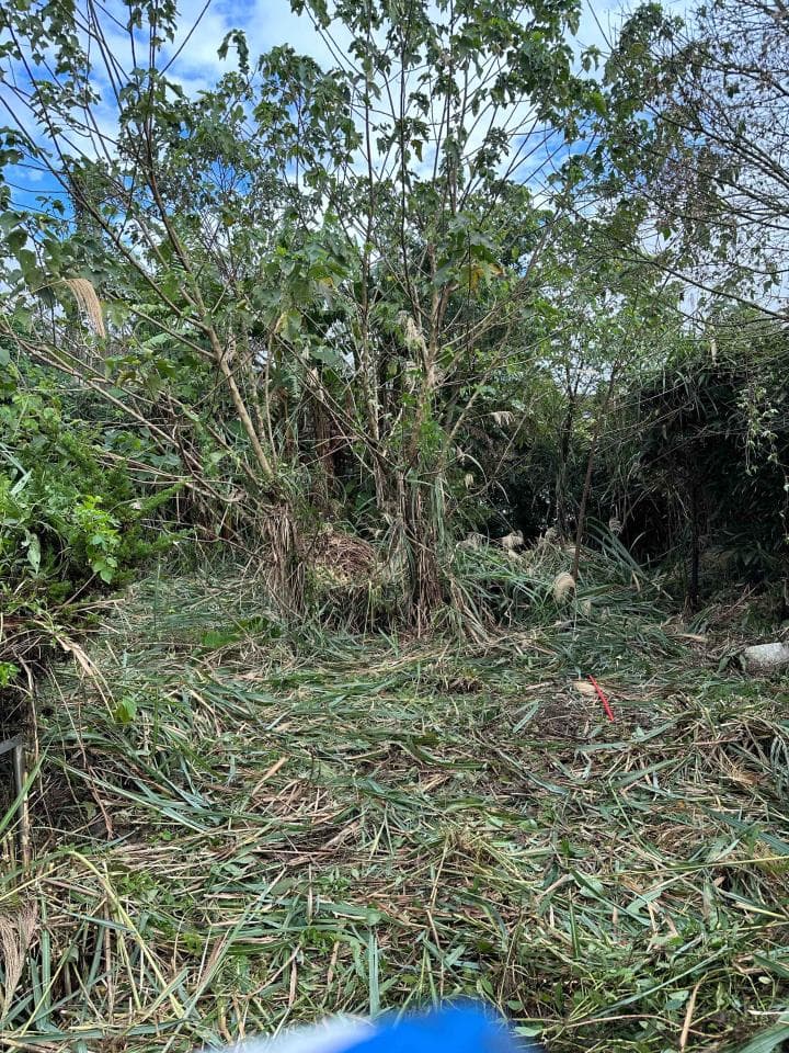 這張照片是一片被砍伐後的灌木叢,地上佈滿了枯枝落葉。