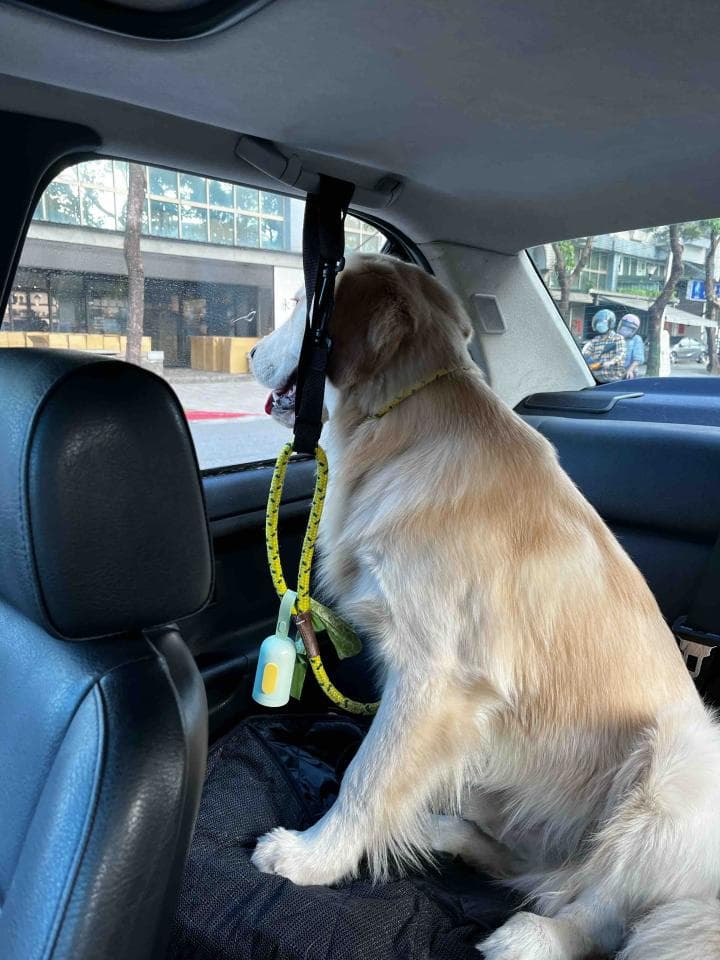 1) 照片中是一隻金毛獵犬坐在汽車後座上,牠繫著牽繩,看著窗外