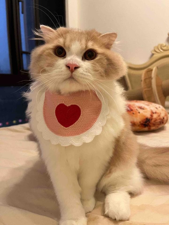 1) 照片中有一隻戴著粉色愛心圍兜的可愛貓咪,貓咪正坐在床上,表情可愛,眼神清澈