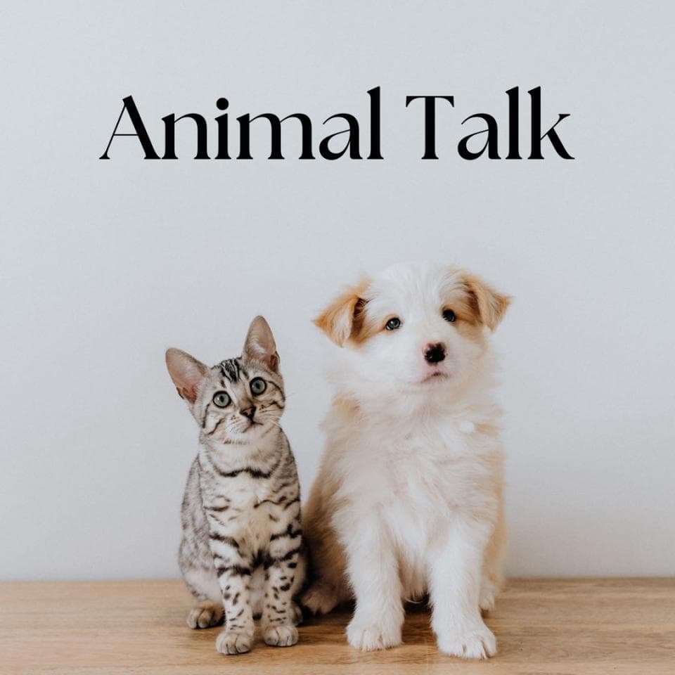 1. 照片顯示一隻貓和一隻狗坐在木地板上