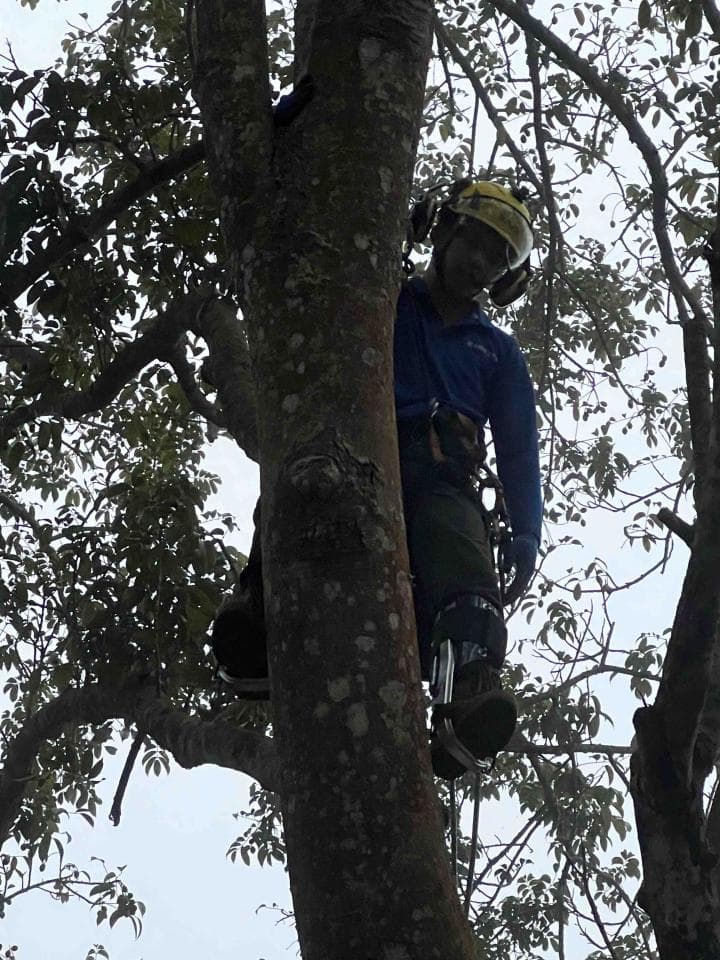 這張照片是一個穿著安全帽和安全帶的人在樹上工作。