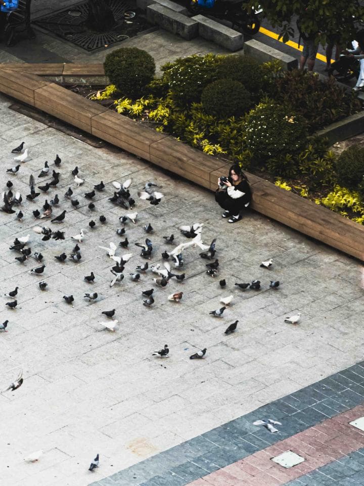 這張「鴿子聚集在城市公園長椅旁」的照片是一個女學生正在拍攝一群鴿子。