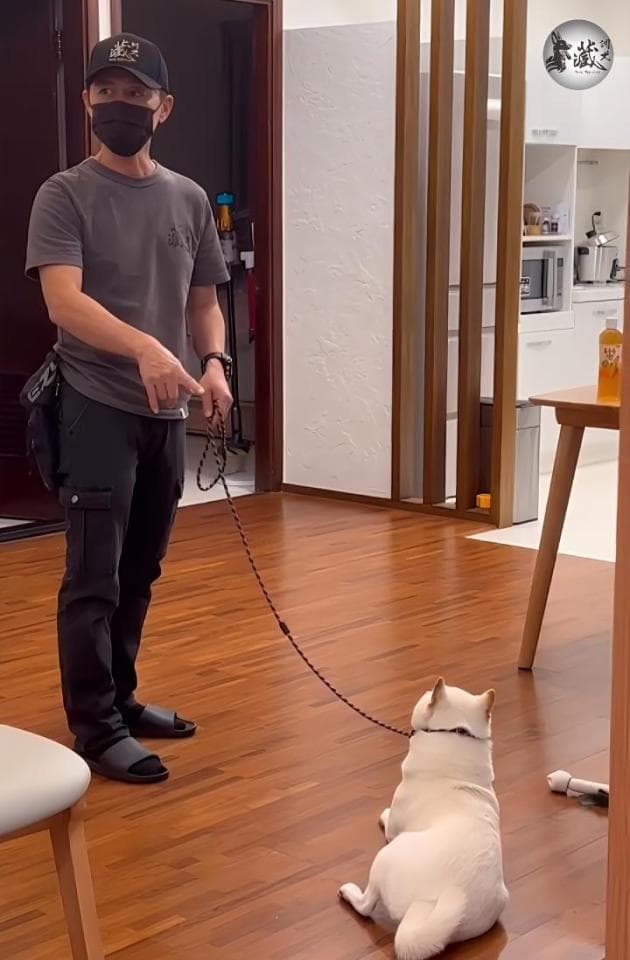 這張照片是一個男人牽著一隻小白狗,男人戴著口罩,手上拿著牽繩,小白狗則坐在木地板上,看起來很乖巧。